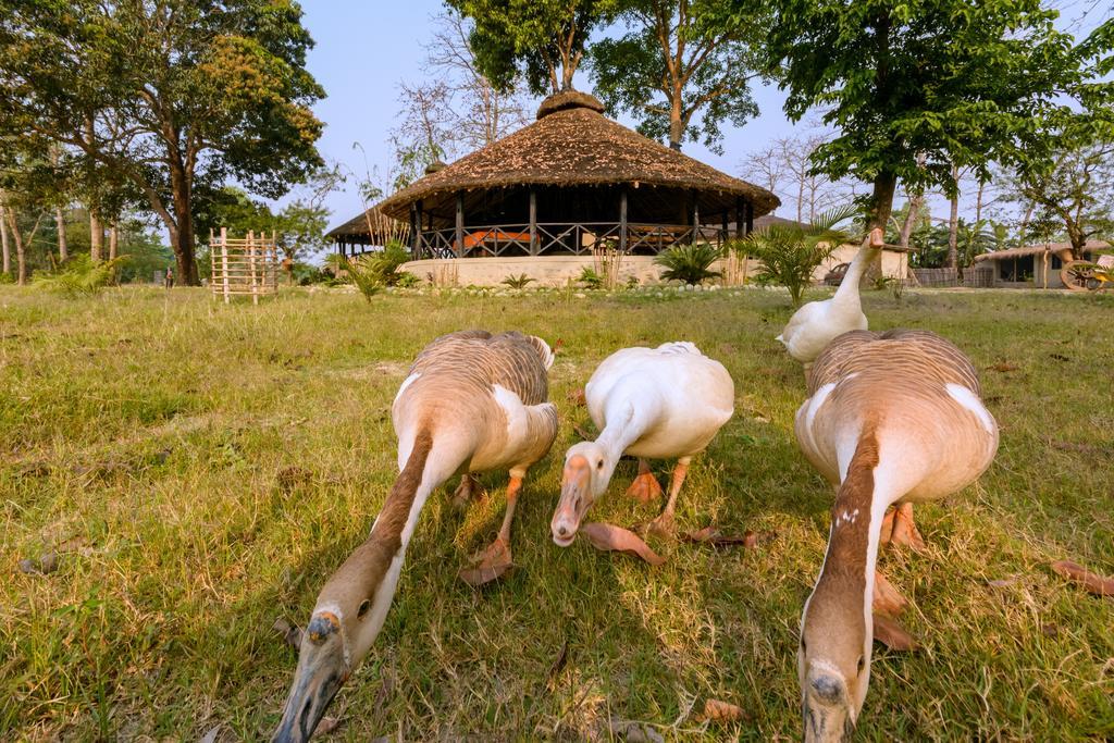 Siddhartha Wildlife Retreat Hotel Meghauli Eksteriør billede