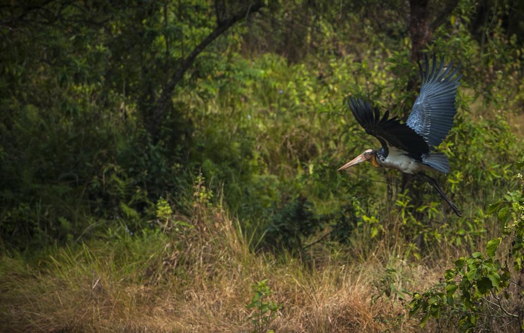 Siddhartha Wildlife Retreat Hotel Meghauli Eksteriør billede